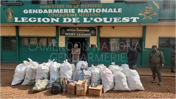 Fight against drug trafficking: The Baham Gendarmerie Company seizes 550 kilograms of tramadol.