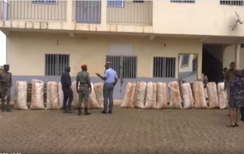 Yaoundé : une importante quantité de cannabis saisie par le Groupement de Gendarmerie Territoriale du Mfoundi en pleine rentrée scolaire