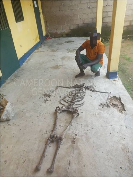 North Region, Mayo Rey Division : the National Gendarmerie nabs a group of human bone traffickers