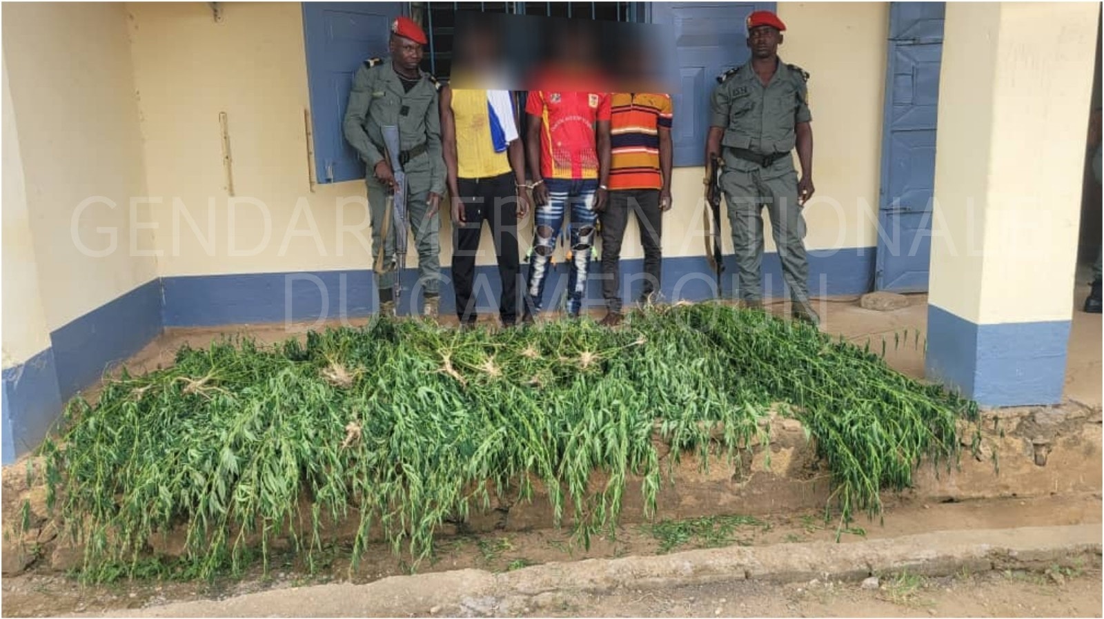 FIGHT AGAINST DRUGS: THE NATIONAL GENDARMERIE ALWAYS READY FOR ACTION
