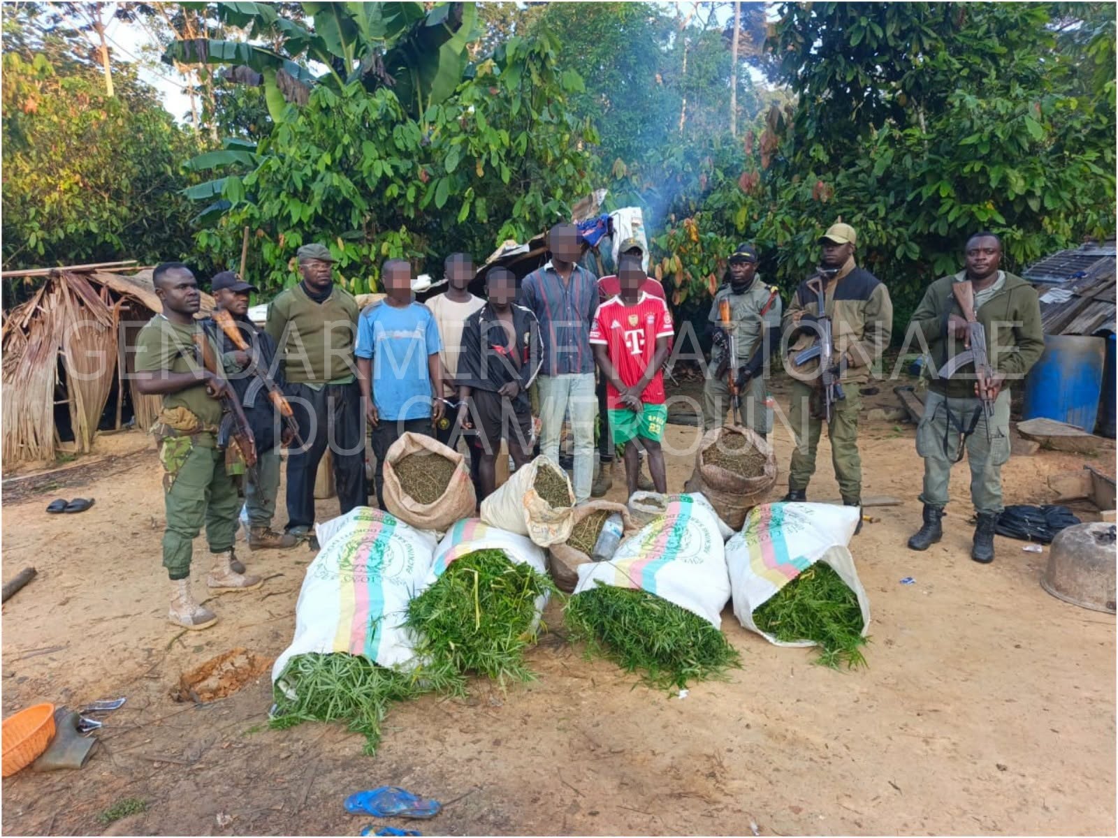 OPÉRATION TENTACCULES : LA COMPAGNIE DE GENDARMERIE DE YOKADOUMA INTERPELLE DES CULTIVATEURS DE CHANVRE INDIEN